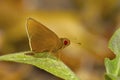 Common Red Eye Butterfly, Matapa aria, Uncommon. Bhavans college, Andheri west, Mumbai, Maharashtra, India. Royalty Free Stock Photo