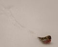 Common Red poll Photo and Image. Bird tracks in the winter season walking in the snow and making a trail with a white Royalty Free Stock Photo