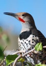 Common (Red Shafted) Flicker