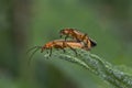 Common Red Soldier Beetle Royalty Free Stock Photo