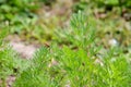 Common red soldier beetle on carrot plants Royalty Free Stock Photo