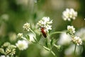 Common Red Soldier Beetle on Dorycnium