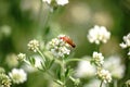 Common Red Soldier Beetle on Dorycnium Royalty Free Stock Photo