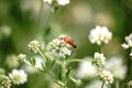 Common Red Soldier Beetle on Dorycnium