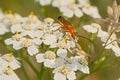 Common red soldier beetle on a flower Royalty Free Stock Photo