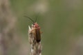 Common red soldier beetle full body portrait Royalty Free Stock Photo