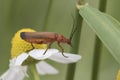 Common red soldier beetle full body portrait Royalty Free Stock Photo