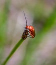 Common red soldier beetle on a grass Royalty Free Stock Photo