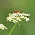 Common red soldier beetle Royalty Free Stock Photo