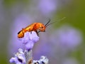 Common red soldier beetle Royalty Free Stock Photo