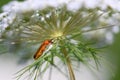 Common Red Soldier Beetle on Queen Anne`s Lace Royalty Free Stock Photo