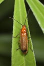 Common red soldier beetle (Rhagonycha fulva) Royalty Free Stock Photo