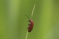 Common red soldier beetle (Rhagonycha fulva)