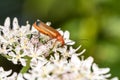 Common red soldier beetle ( Rhagonycha fulva ) also known as a hogweed bonking beetle Royalty Free Stock Photo