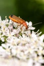 Common red soldier beetle ( Rhagonycha fulva ) also known as a hogweed bonking beetle Royalty Free Stock Photo