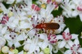 The common red soldier beetle Rhagonycha fulva, also misleadingly known as the bloodsucker beetle, is a species of