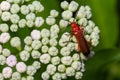 The common red soldier beetle Rhagonycha fulva, also misleadingly known as the bloodsucker beetle, is a species of soldier beetle