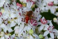 The common red soldier beetle Rhagonycha fulva, also misleadingly known as the bloodsucker beetle, is a species of soldier beetle