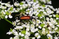 The common red soldier beetle Rhagonycha fulva, also misleadingly known as the bloodsucker beetle, is a species of soldier beetle