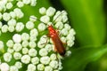 The common red soldier beetle Rhagonycha fulva, also misleadingly known as the bloodsucker beetle, is a species of soldier beetle