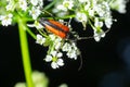 The common red soldier beetle Rhagonycha fulva, also misleadingly known as the bloodsucker beetle, is a species of soldier beetle