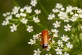 The common red soldier beetle Rhagonycha fulva, also misleadingly known as the bloodsucker beetle, is a species of soldier beetle