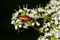 The common red soldier beetle Rhagonycha fulva, also misleadingly known as the bloodsucker beetle, is a species of soldier beetle