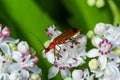 The common red soldier beetle Rhagonycha fulva, also misleadingly known as the bloodsucker beetle, is a species of soldier beetle