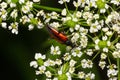 The common red soldier beetle Rhagonycha fulva, also misleadingly known as the bloodsucker beetle, is a species of soldier beetle