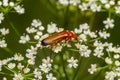 The common red soldier beetle Rhagonycha fulva, also misleadingly known as the bloodsucker beetle, is a species of soldier beetle