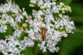 The common red soldier beetle Rhagonycha fulva, also misleadingly known as the bloodsucker beetle, is a species of soldier beetle