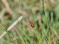 Common Red Soldier Beetle - Rhagonycha fulva on blade of grass Royalty Free Stock Photo