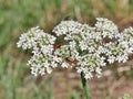 Common Red Soldier Beetle - Rhagonycha fulva on blade of grass