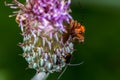 Common Red Soldier Beetle (Rhagonycha fulva)