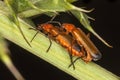 Common Red Soldier Beetle Royalty Free Stock Photo