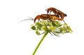 Common red soldier beetle, Rhagonycha fulva Royalty Free Stock Photo