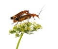 Common red soldier beetle, Rhagonycha fulva Royalty Free Stock Photo