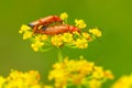 Common Red Soldier Beetle - Rhagonycha fulva Royalty Free Stock Photo