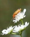 Common Red Soldier Beetle on white wild flower, Rhagonycha Fulva Royalty Free Stock Photo