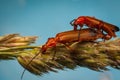 Common Red Soldier Beetles, Rhagonycha fulva