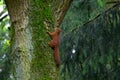 Common red squirrel climbs into an oak tree through the trunk