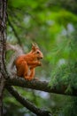 Common red squirrel sitting on a branch of a large coniferous tree