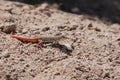 A common red tailed lizard in Spain Royalty Free Stock Photo
