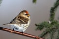 Common Redpoll