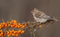 Common Redpoll - Acanthis flammea Royalty Free Stock Photo