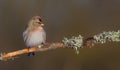 Common Redpoll - Acanthis flammea Royalty Free Stock Photo