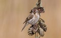 Common Redpoll - Acanthis flammea Royalty Free Stock Photo