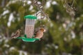 Common redpoll Acanthis flammea and Hawfinch bird Coccothraustes coccothraustes Royalty Free Stock Photo