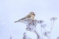 Common redpoll, Acanthis flammea, single bird on frozen herb in snow