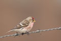 Common Redpoll acanthis flammea sitting on a barbed wire Royalty Free Stock Photo